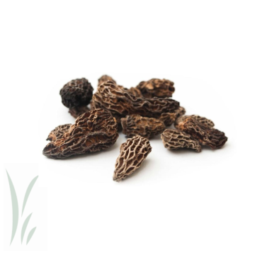 Dried Wild Morel Mushrooms / lb